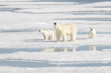 Yaban kutup ayısı (Ursus maritimus) anne ve yavrusu buzun üzerinde