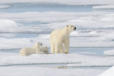 Yaban kutup ayısı (Ursus maritimus) anne ve yavrusu buzun üzerinde