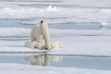 Yaban kutup ayısı (Ursus maritimus) anne ve yavrusu buzun üzerinde
