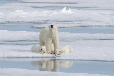 Yaban kutup ayısı (Ursus maritimus) anne ve yavrusu buzun üzerinde