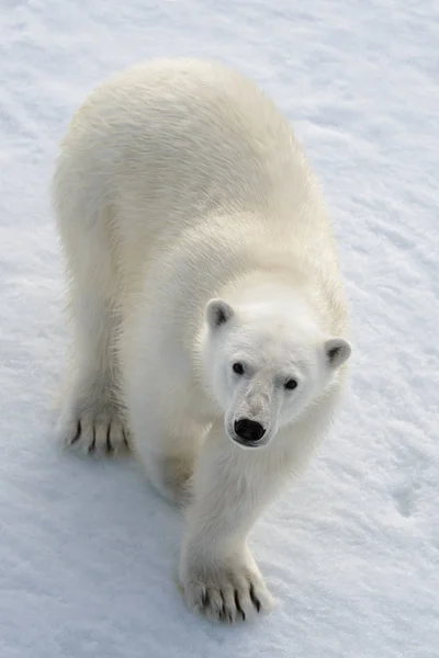 Urso Polar Selvagem Gelo Pacote Ártico — Fotografia de Stock