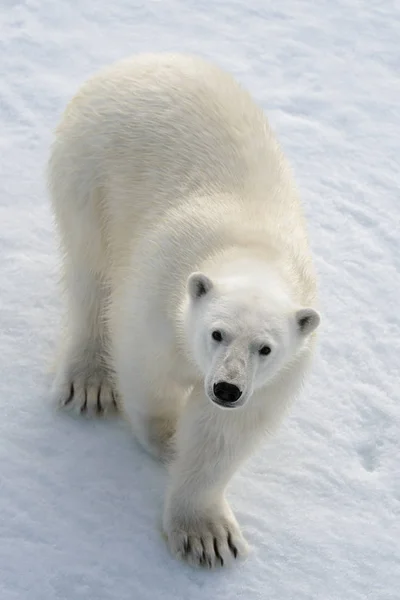 Oso Polar Salvaje Sobre Hielo Paquete Ártico — Foto de Stock