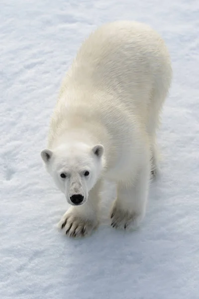 Oso Polar Salvaje Sobre Hielo Paquete Ártico — Foto de Stock