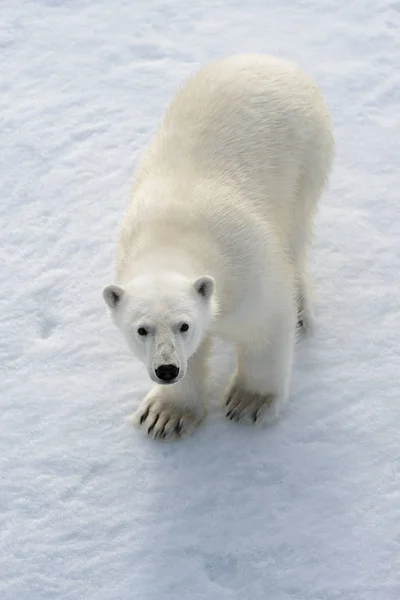 Kuzey Kutbu Nda Buzlu Vahşi Kutup Ayısı — Stok fotoğraf
