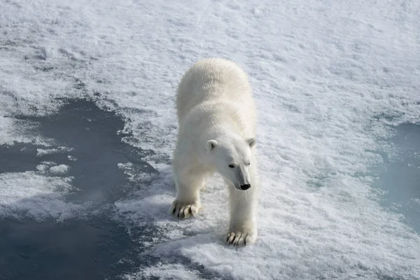 Urso Polar Selvagem Gelo Pacote Ártico — Fotografia de Stock