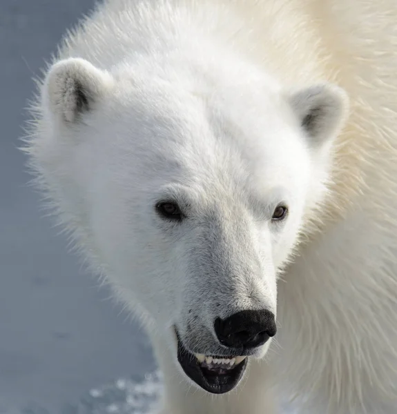 Niedźwiedź Polarny Ursus Maritimus Głowica Bliska — Zdjęcie stockowe