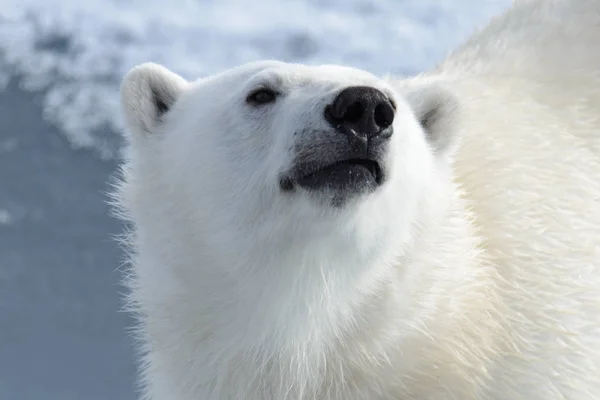 Eisbärenkopf Ursus Maritimus Aus Nächster Nähe — Stockfoto