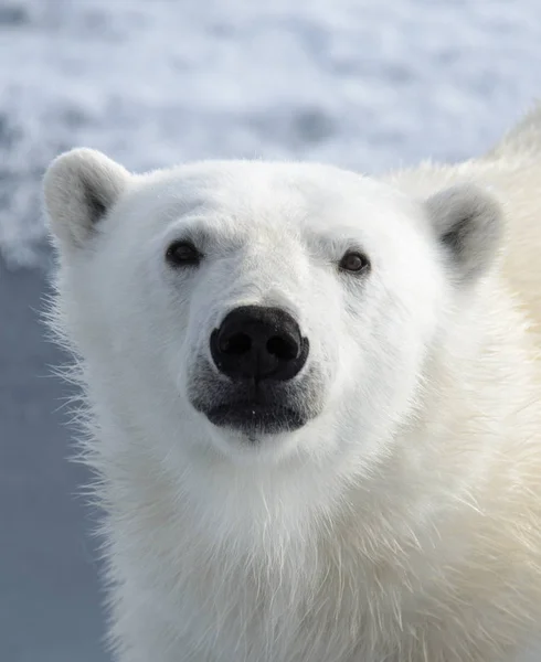 Cabeza Oso Polar Ursus Maritimus Cerca —  Fotos de Stock