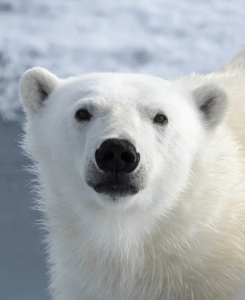 Testa Orso Polare Ursus Maritimus Vicino — Foto Stock