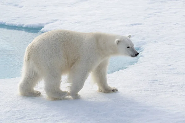 Oso Polar Salvaje Sobre Hielo Paquete Ártico —  Fotos de Stock