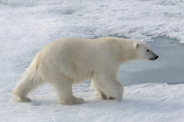 Oso Polar Salvaje Sobre Hielo Paquete Ártico — Foto de Stock