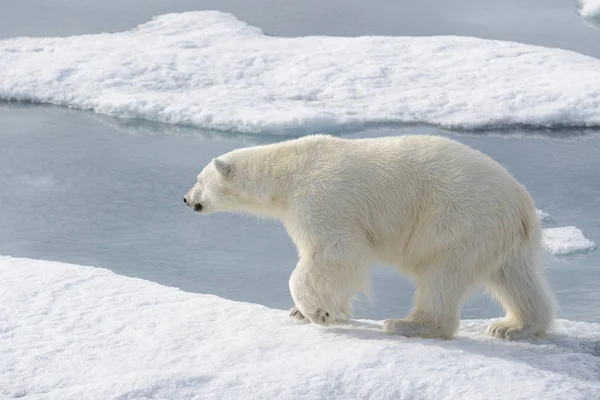 북극의 북극곰 — 스톡 사진