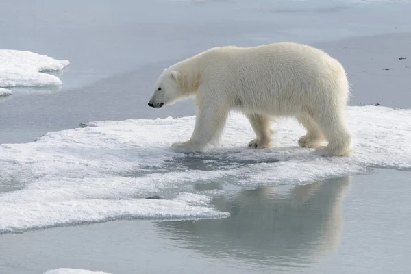Orso Polare Selvatico Sul Pack Ice Nell Artico — Foto Stock