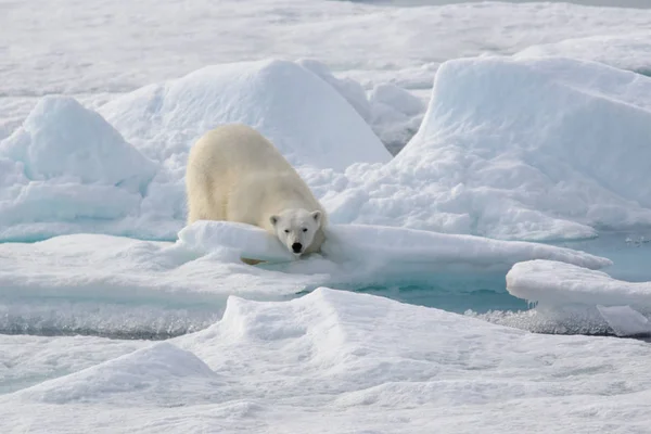 Dziki Niedźwiedź Polarny Lodzie Arktyce — Zdjęcie stockowe