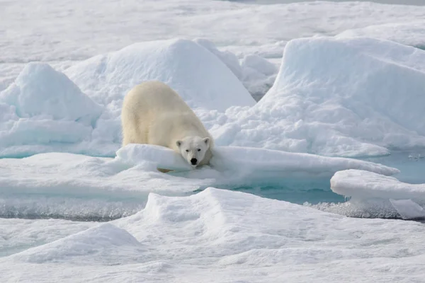 Urso Polar Selvagem Gelo Pacote Ártico — Fotografia de Stock