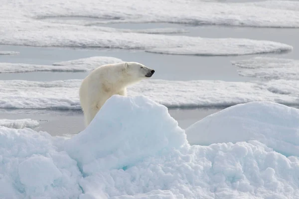 Wild polar bear on pack ice in Arctic