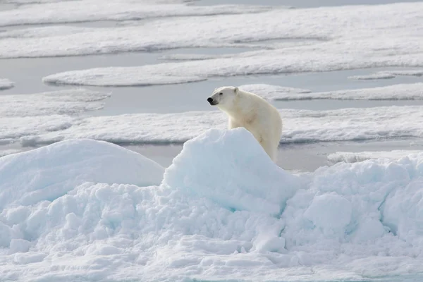 Orso Polare Selvatico Sul Pack Ice Nell Artico — Foto Stock