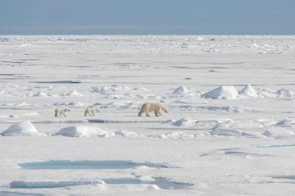 Vild Isbjörn Ursus Maritimus Mor Och Unge Packisen — Stockfoto