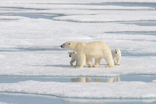 Urso Polar Selvagem Ursus Maritimus Mãe Filhote Gelo Pacote — Fotografia de Stock