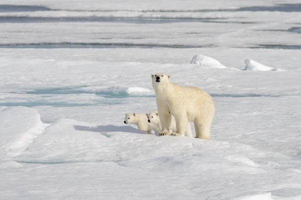 Wilde Ijsbeer Ursus Maritimus Moeder Welp Het Pakijs — Stockfoto