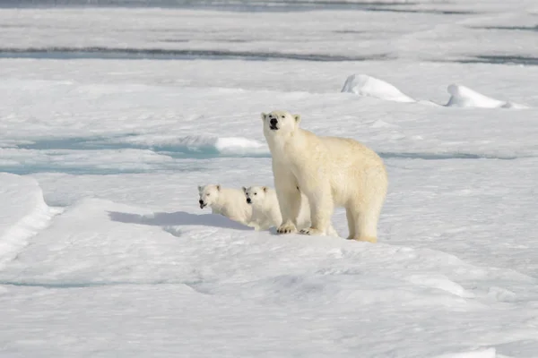 Vild Isbjörn Ursus Maritimus Mor Och Unge Packisen — Stockfoto