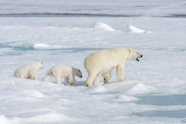 Oso Polar Salvaje Ursus Maritimus Madre Cachorro Paquete Hielo —  Fotos de Stock