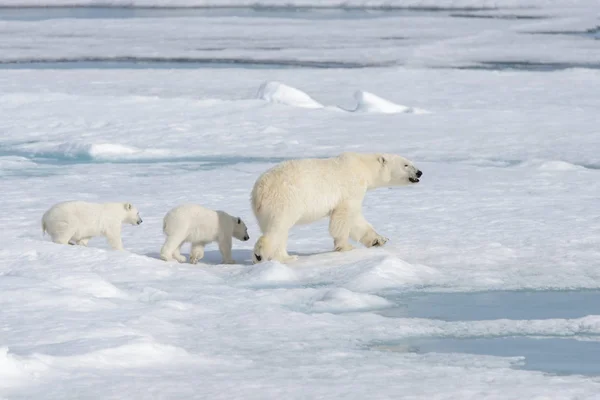 Wilde Ijsbeer Ursus Maritimus Moeder Welp Het Pakijs — Stockfoto