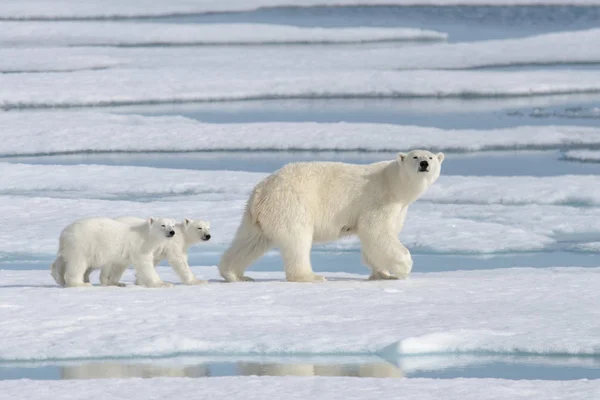 Yaban kutup ayısı (Ursus maritimus) anne ve yavrusu buzun üzerinde