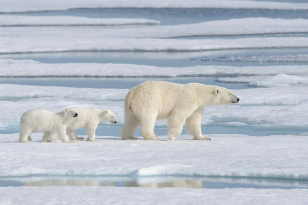 Urso Polar Selvagem Ursus Maritimus Mãe Filhote Gelo Pacote — Fotografia de Stock