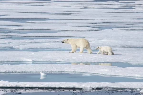 Άγρια Πολική Αρκούδα Ursus Maritimus Μητέρα Και Νεογνό Στον Πάγο — Φωτογραφία Αρχείου