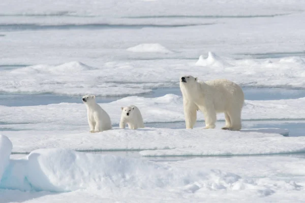 Vild Isbjörn Ursus Maritimus Mor Och Unge Packisen — Stockfoto