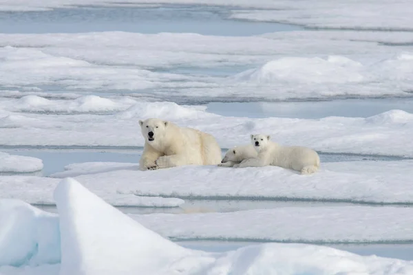 Dziki Niedźwiedź Polarny Ursus Maritimus Matka Młode Lodzie Opakowania — Zdjęcie stockowe