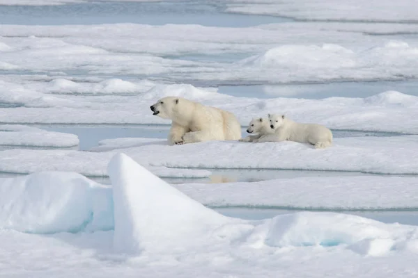 Vad Jegesmedve Ursus Maritimus Anya Kölyök Falka Jegén — Stock Fotó