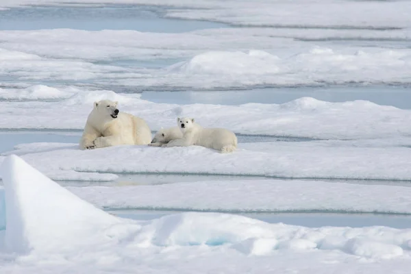 Urso Polar Selvagem Ursus Maritimus Mãe Filhote Gelo Pacote — Fotografia de Stock