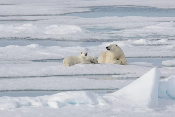 Dziki Niedźwiedź Polarny Ursus Maritimus Matka Młode Lodzie Opakowania — Zdjęcie stockowe