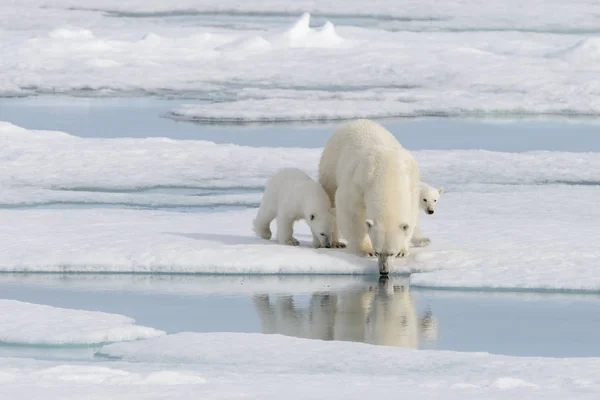 Wilde Ijsbeer Ursus Maritimus Moeder Welp Het Pakijs — Stockfoto