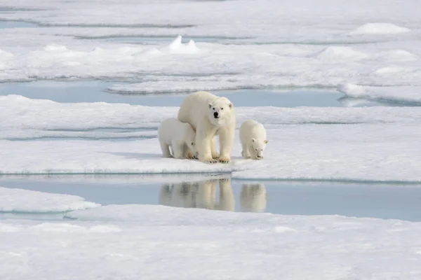 Wilde Ijsbeer Ursus Maritimus Moeder Welp Het Pakijs — Stockfoto