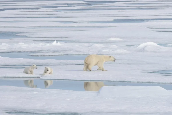 Orso Polare Selvatico Ursus Maritimus Madre Cucciolo Sulla Confezione Ghiaccio — Foto Stock