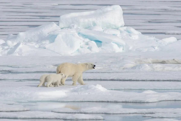 Άγρια Πολική Αρκούδα Ursus Maritimus Μητέρα Και Νεογνό Στον Πάγο — Φωτογραφία Αρχείου