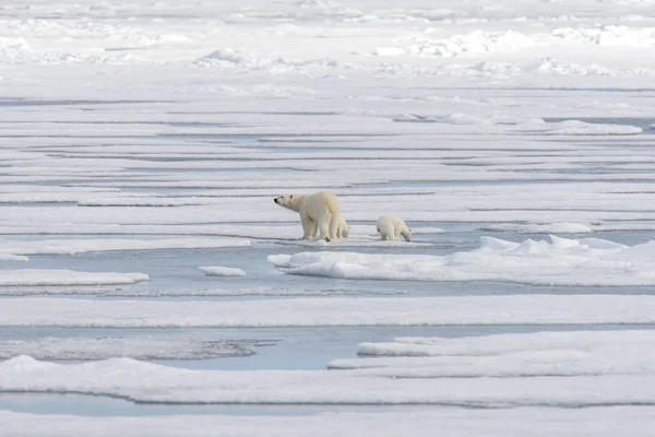 Orso Polare Selvatico Ursus Maritimus Madre Cucciolo Sulla Confezione Ghiaccio — Foto Stock
