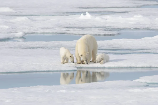 野生北极熊 Ursus Maritimus 母熊和幼熊在冰块上 — 图库照片