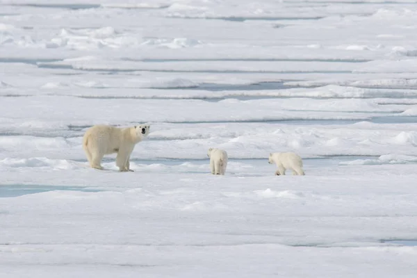 Urso Polar Selvagem Ursus Maritimus Mãe Filhote Gelo Pacote — Fotografia de Stock