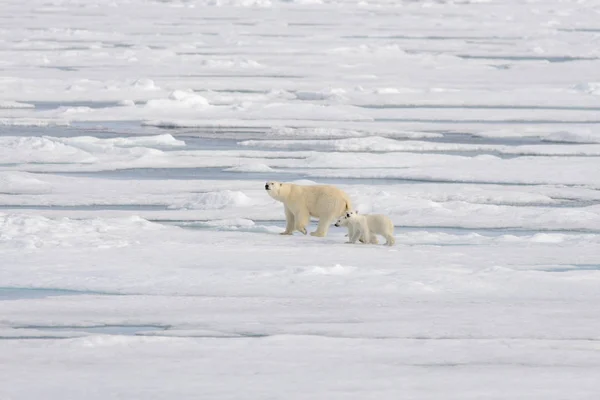 Oso Polar Salvaje Ursus Maritimus Madre Cachorro Paquete Hielo — Foto de Stock