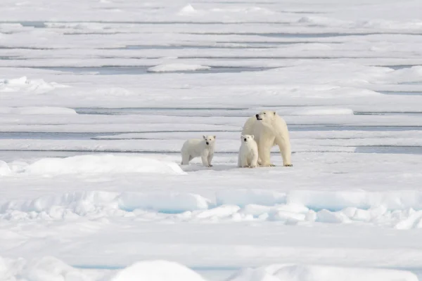 Wilde Ijsbeer Ursus Maritimus Moeder Welp Het Pakijs — Stockfoto