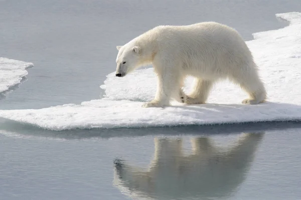 Urso Polar Selvagem Gelo Pacote Ártico — Fotografia de Stock