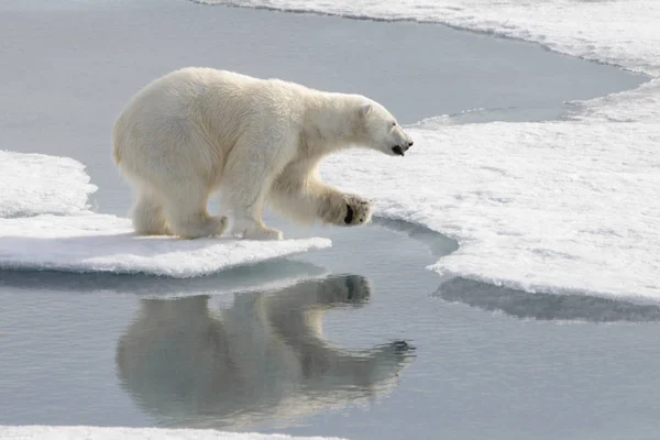 Urso Polar Selvagem Gelo Pacote Ártico — Fotografia de Stock