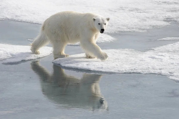 Urso Polar Selvagem Gelo Pacote Ártico — Fotografia de Stock