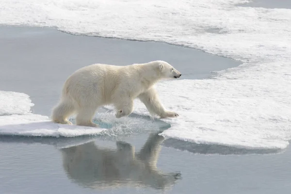 Dziki Niedźwiedź Polarny Lodzie Arktyce — Zdjęcie stockowe