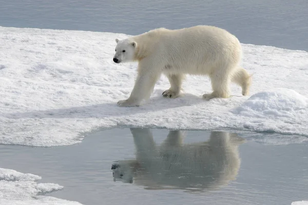 Дикий Белый Медведь Льду Арктике — стоковое фото