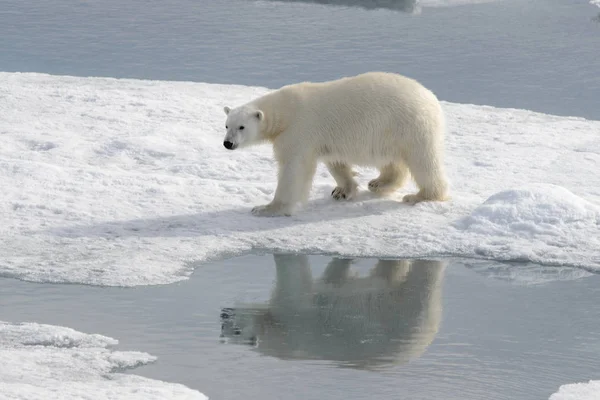 Oso Polar Salvaje Sobre Hielo Paquete Ártico — Foto de Stock